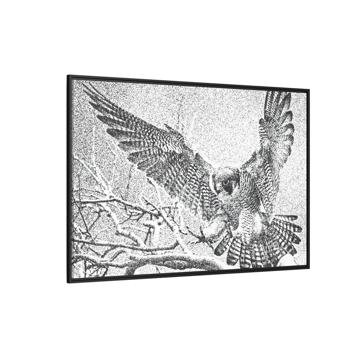 Peregrine Falcon in Flight, Tuktut Nogait National Park