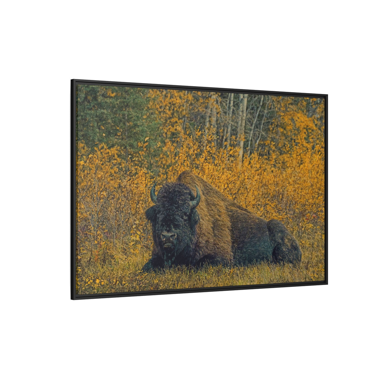 Resting Bison in Autumn, Wood Buffalo National Park