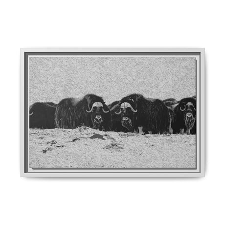 Musk Oxen in Winter