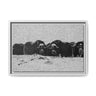 Musk Oxen in Winter