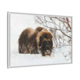 Muskox in Winter Silence, Aulavik National Park