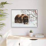 Muskox in Winter Silence, Aulavik National Park