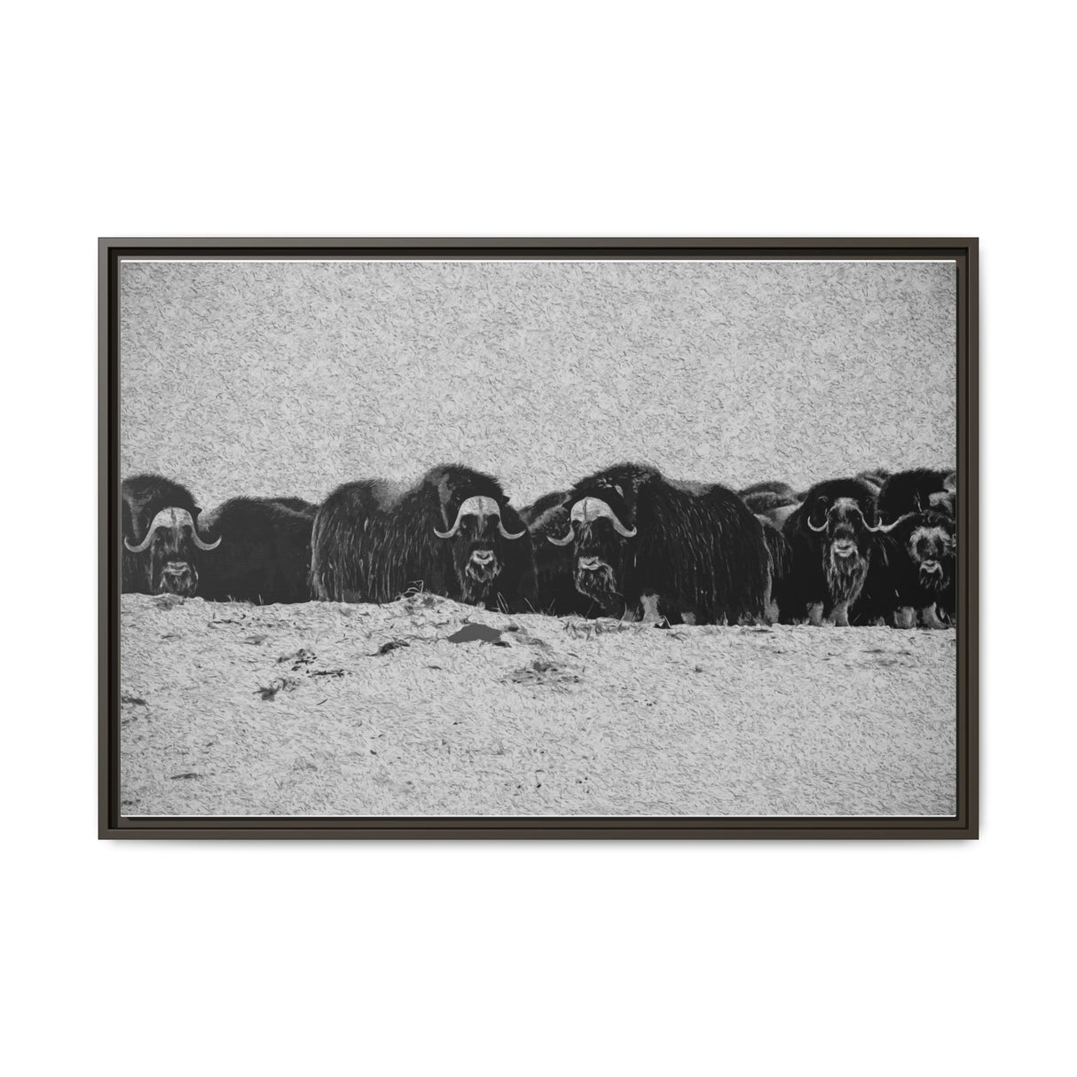 Musk Oxen of the Arctic Tundra, Sirmilik National Park