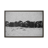Musk Oxen of the Arctic Tundra, Sirmilik National Park