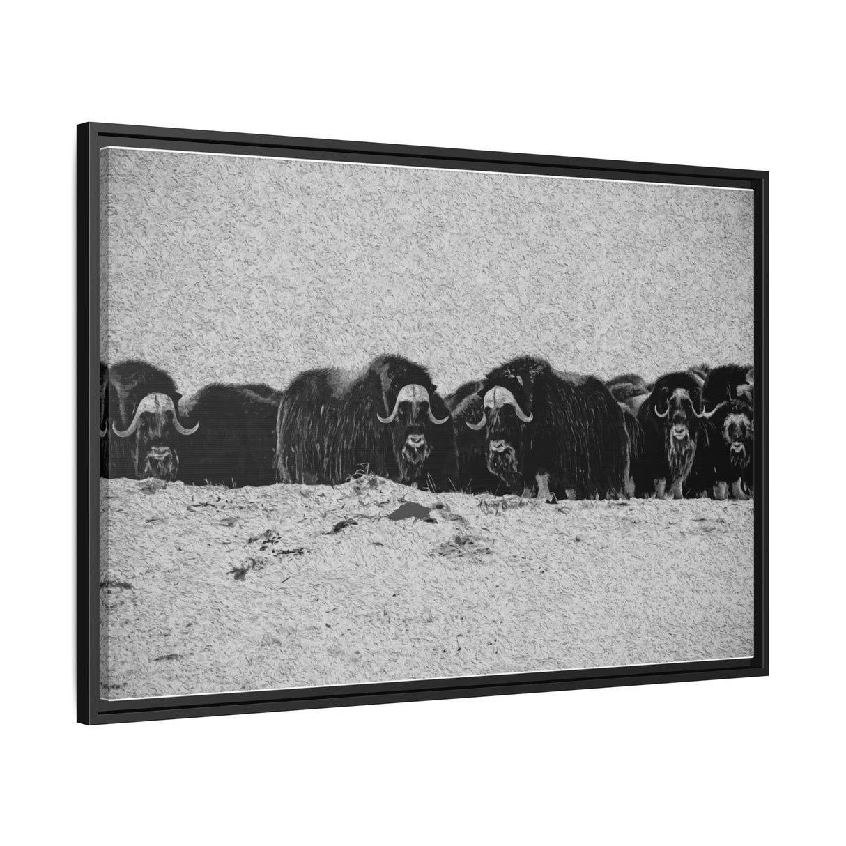 Musk Oxen of the Arctic Tundra, Sirmilik National Park