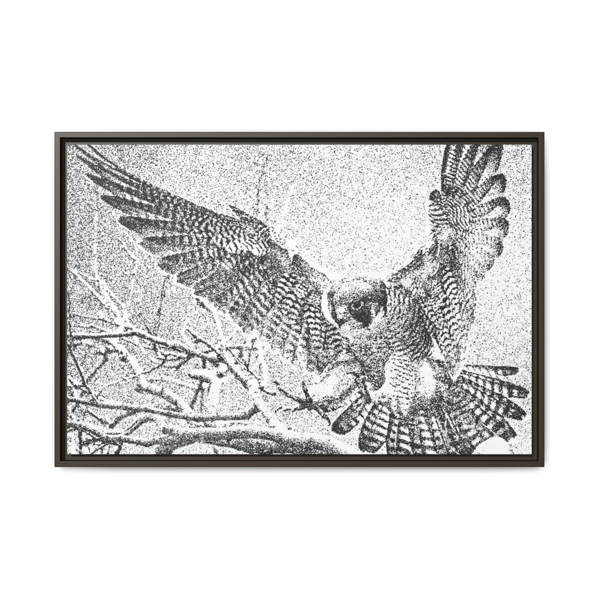 Peregrine Falcon in Flight, Tuktut Nogait National Park