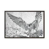 Peregrine Falcon in Flight, Tuktut Nogait National Park