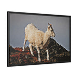 Dall’s Sheep on Rocky Ridge, Nááts'įhch'oh National Park