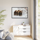 Muskox in Winter Silence, Aulavik National Park