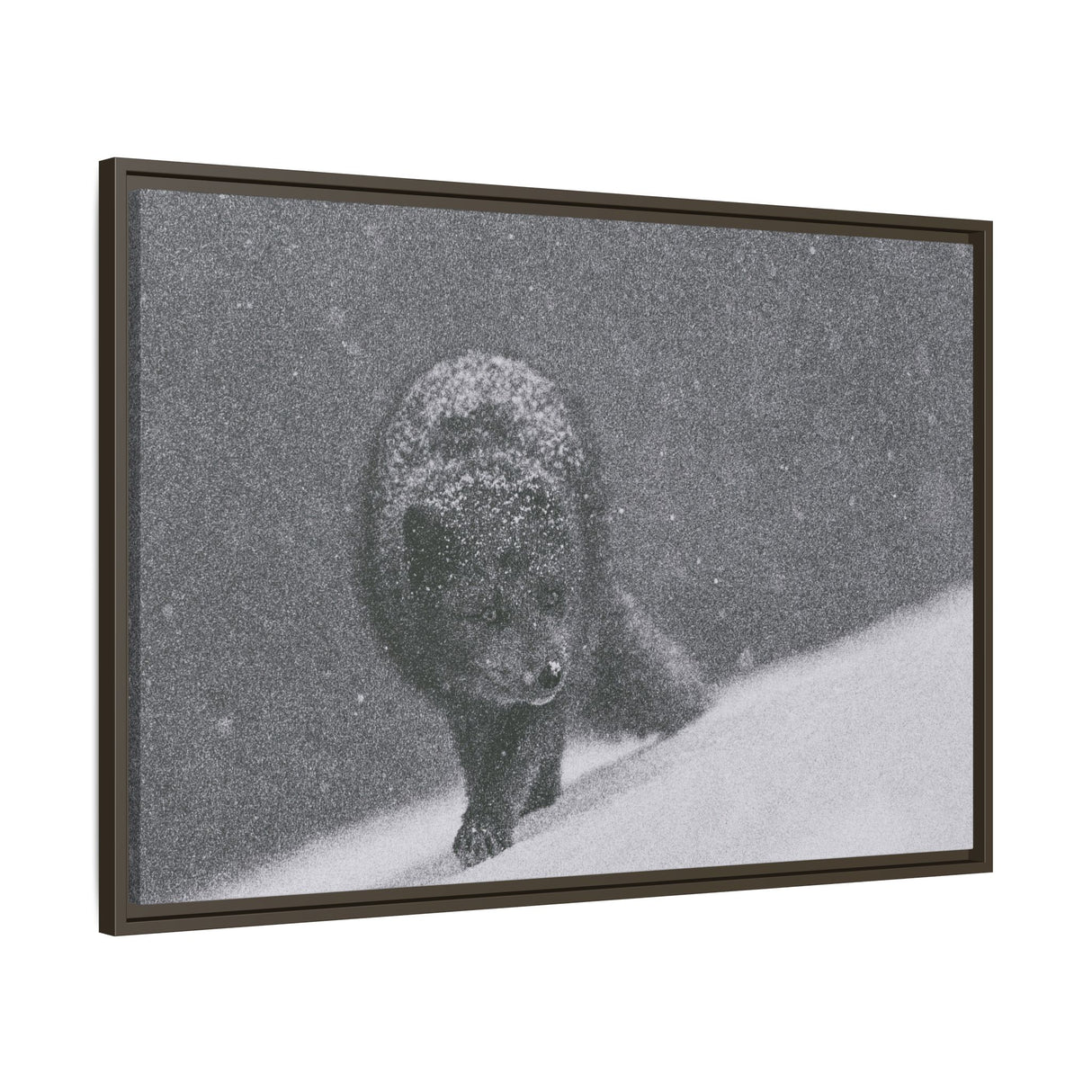 Arctic Fox in Snowfall, Quttinirpaaq National Park