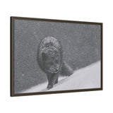 Arctic Fox in Snowfall, Quttinirpaaq National Park