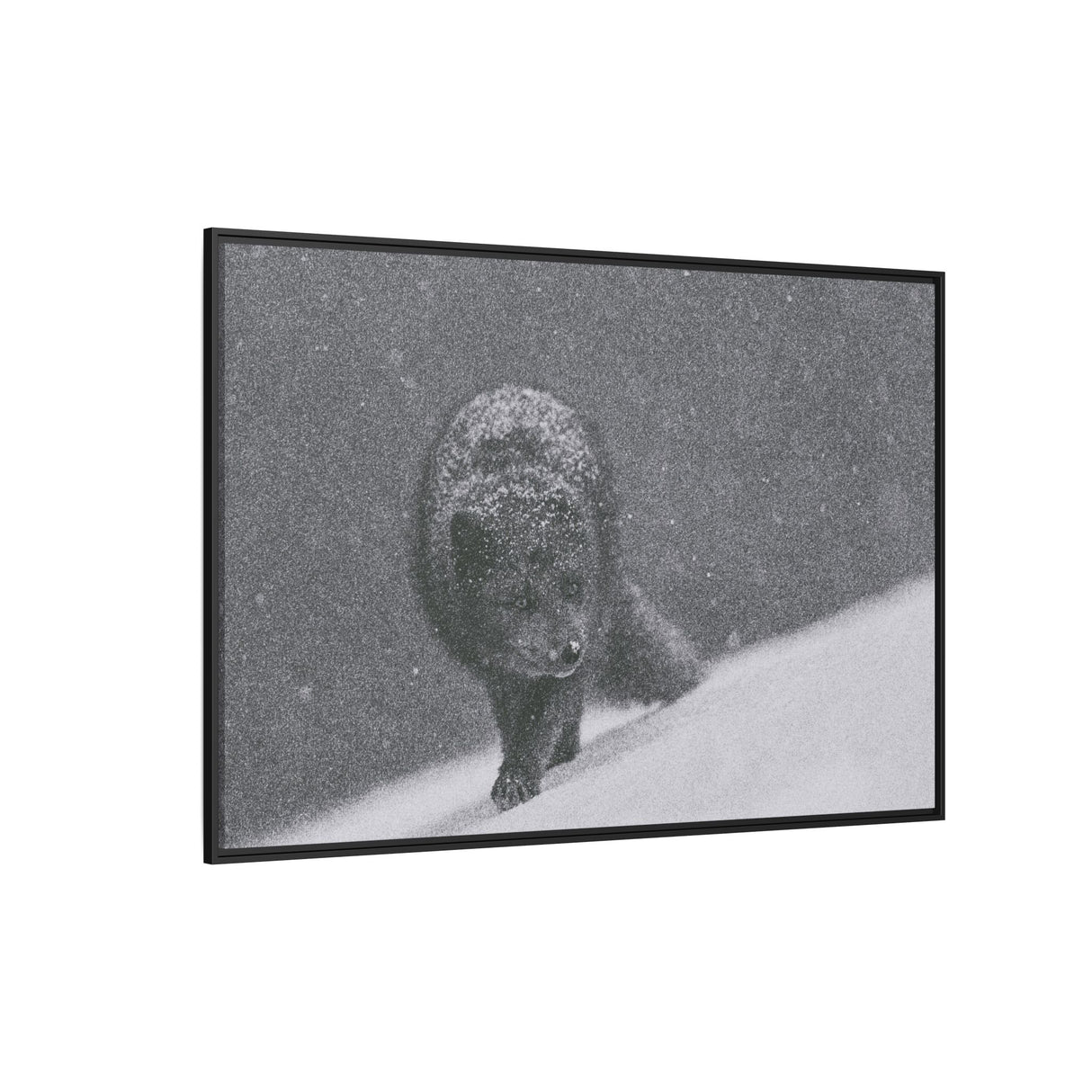Arctic Fox in Snowfall, Quttinirpaaq National Park
