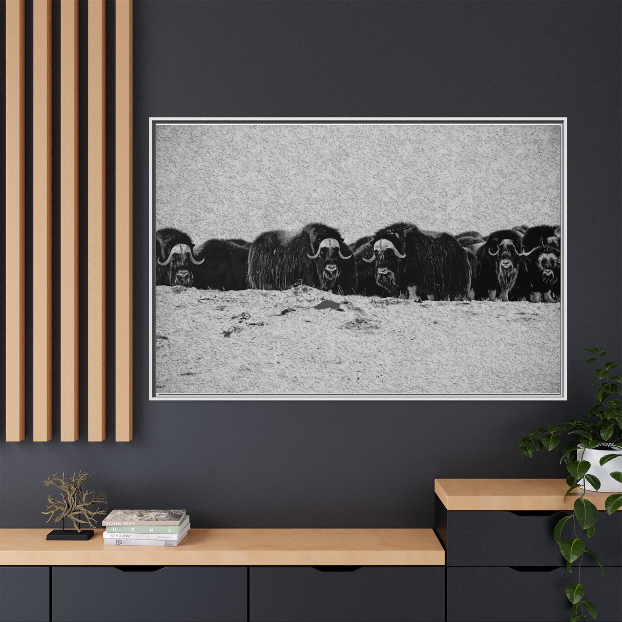 Musk Oxen of the Arctic Tundra, Sirmilik National Park