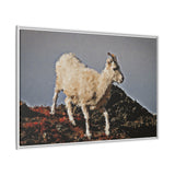 Dall’s Sheep on Rocky Ridge, Nááts'įhch'oh National Park