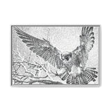 Peregrine Falcon in Flight, Tuktut Nogait National Park