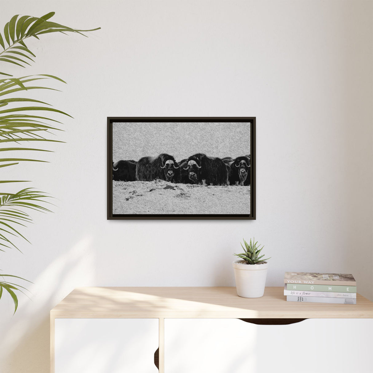 Musk Oxen in Winter
