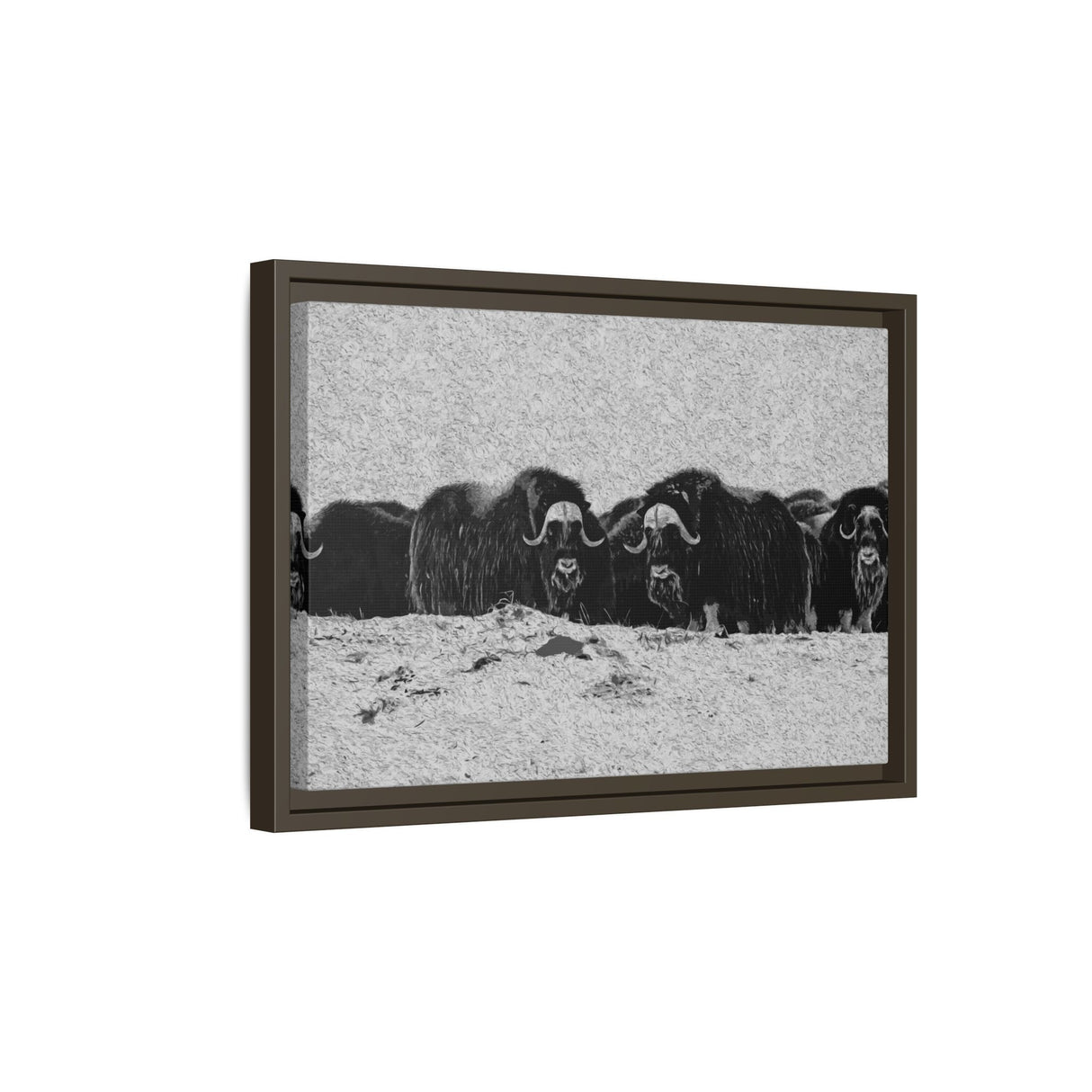 Musk Oxen in Winter
