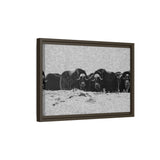 Musk Oxen in Winter