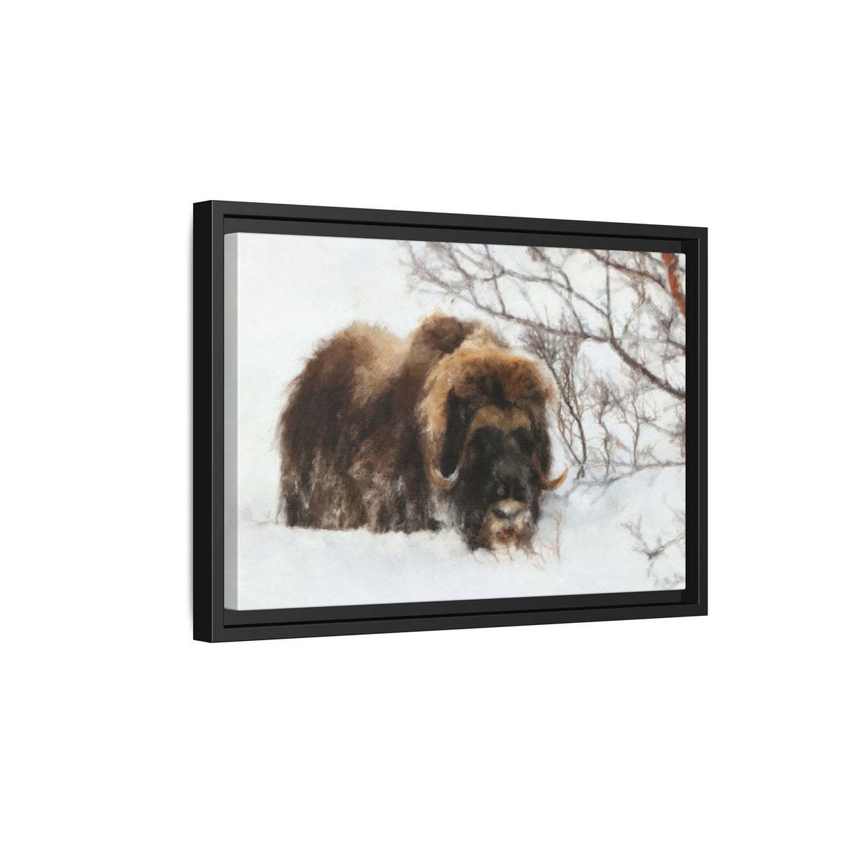 Muskox in Winter Silence, Aulavik National Park
