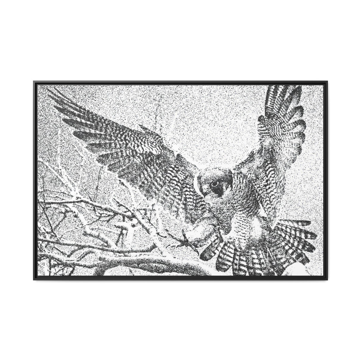 Peregrine Falcon in Flight, Tuktut Nogait National Park