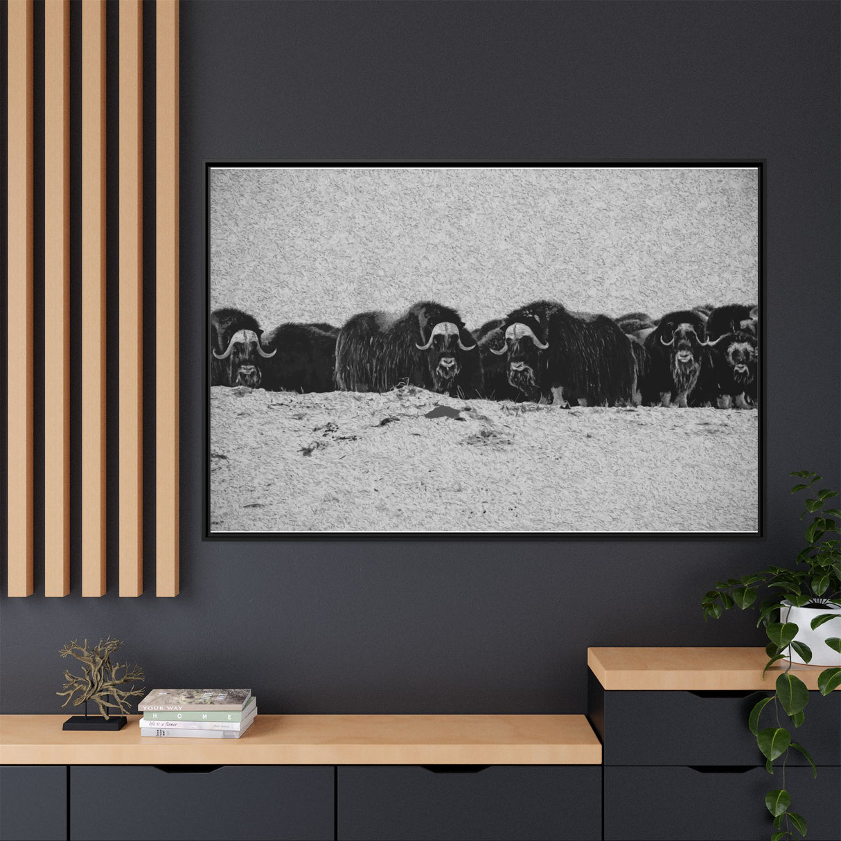 Musk Oxen of the Arctic Tundra, Sirmilik National Park