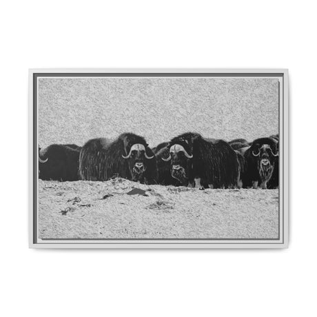 Musk Oxen in Winter