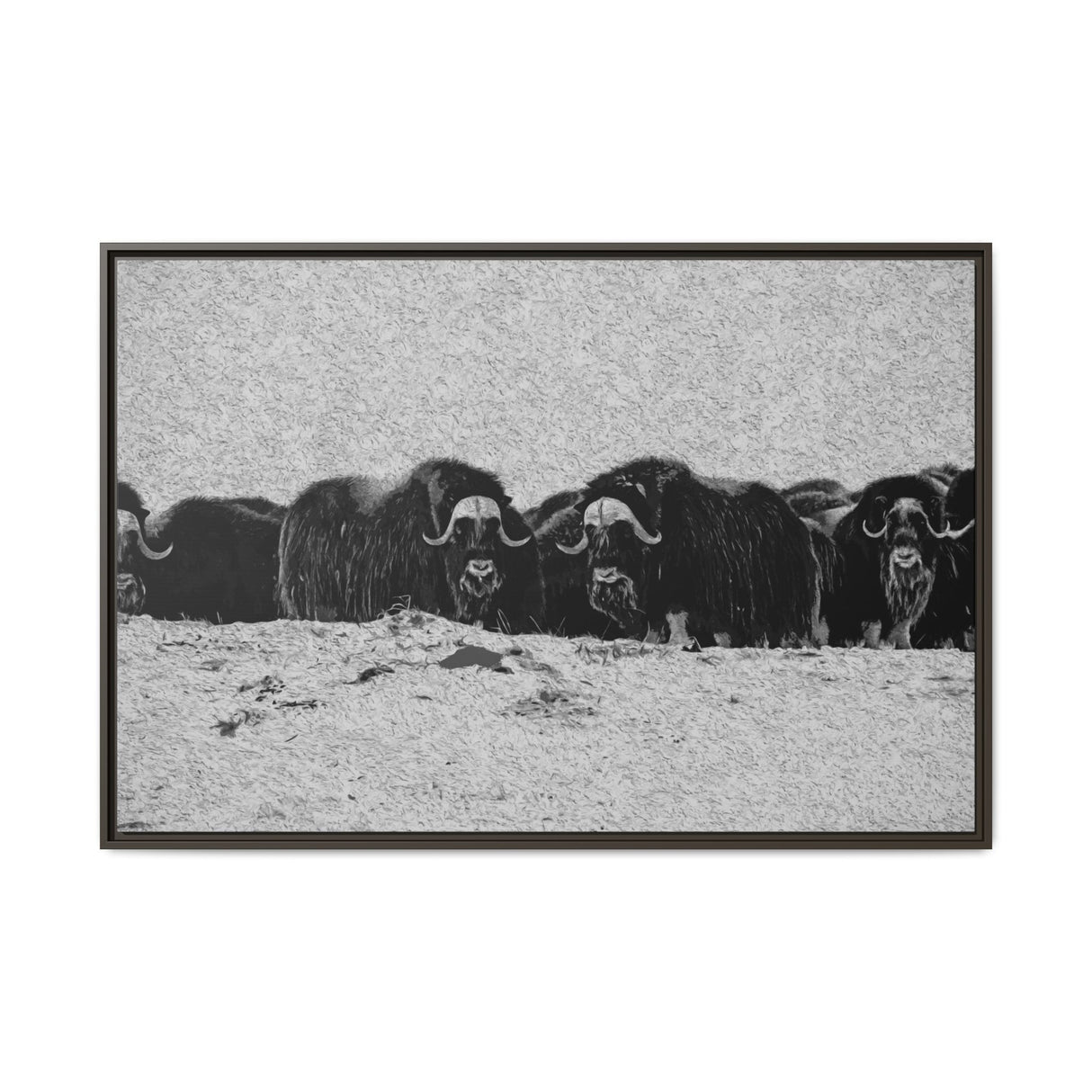 Musk Oxen in Winter