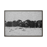 Musk Oxen in Winter