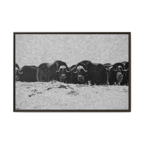Musk Oxen in Winter