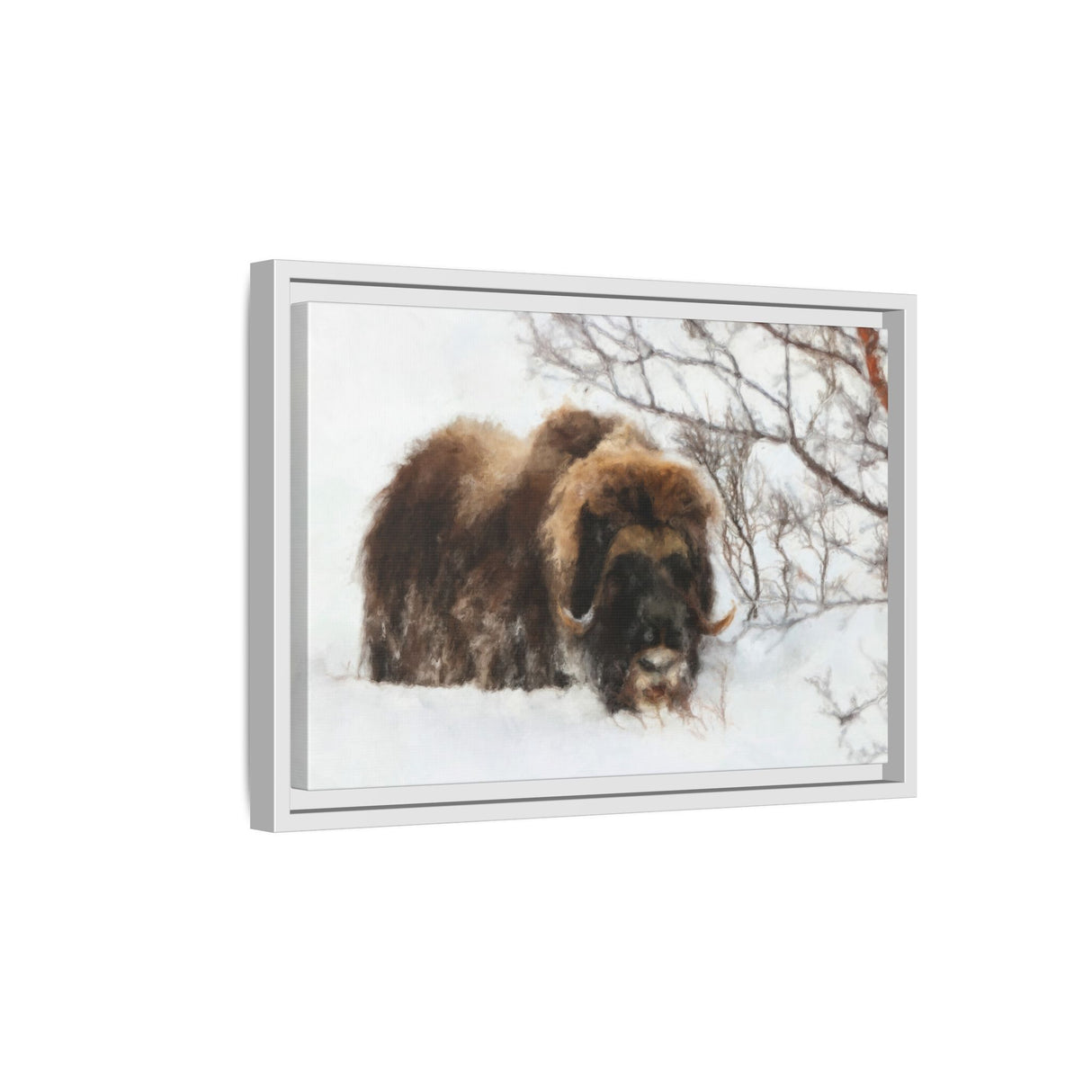 Muskox in Winter Silence, Aulavik National Park