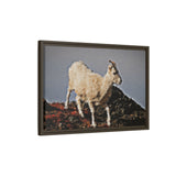 Dall’s Sheep on Rocky Ridge, Nááts'įhch'oh National Park