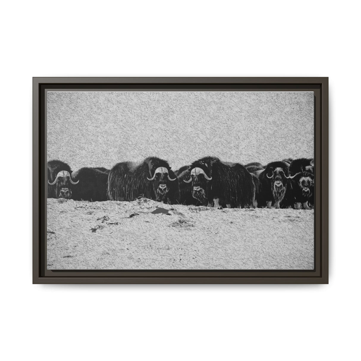 Musk Oxen of the Arctic Tundra, Sirmilik National Park