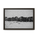 Musk Oxen of the Arctic Tundra, Sirmilik National Park