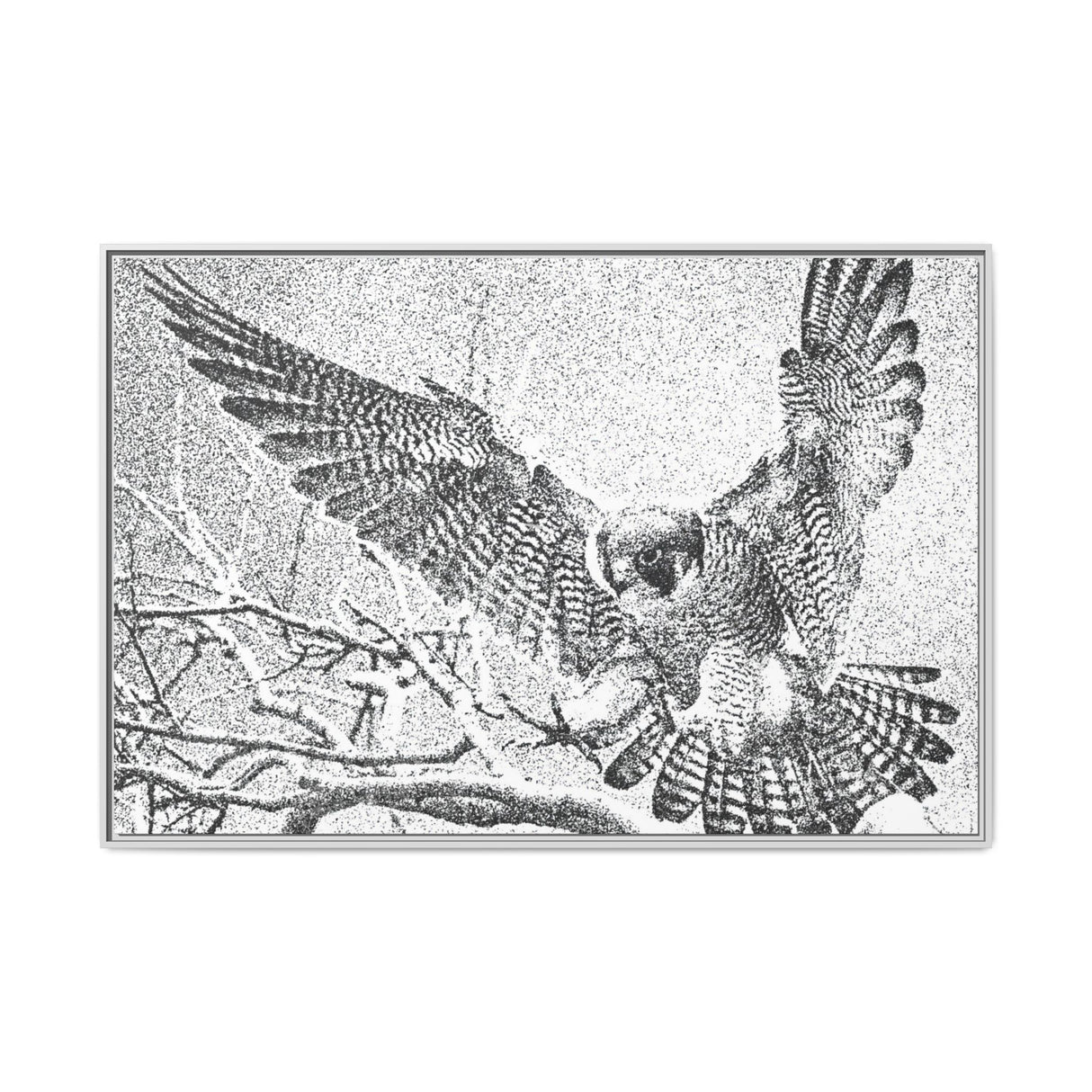 Peregrine Falcon in Flight, Tuktut Nogait National Park