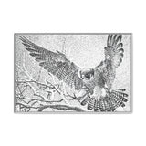 Peregrine Falcon in Flight, Tuktut Nogait National Park
