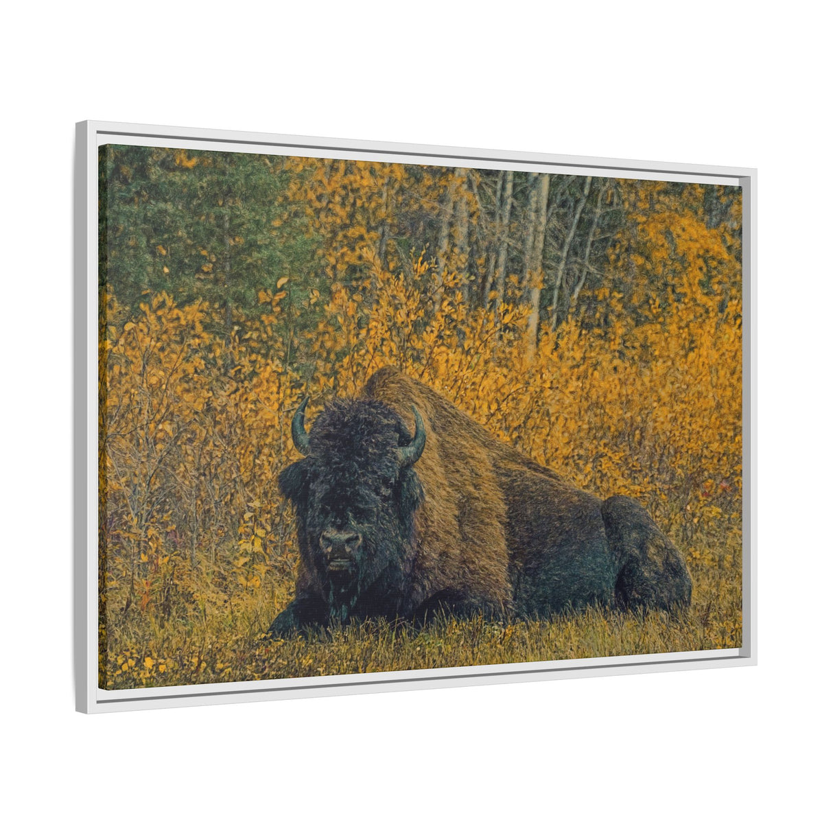 Resting Bison in Autumn, Wood Buffalo National Park