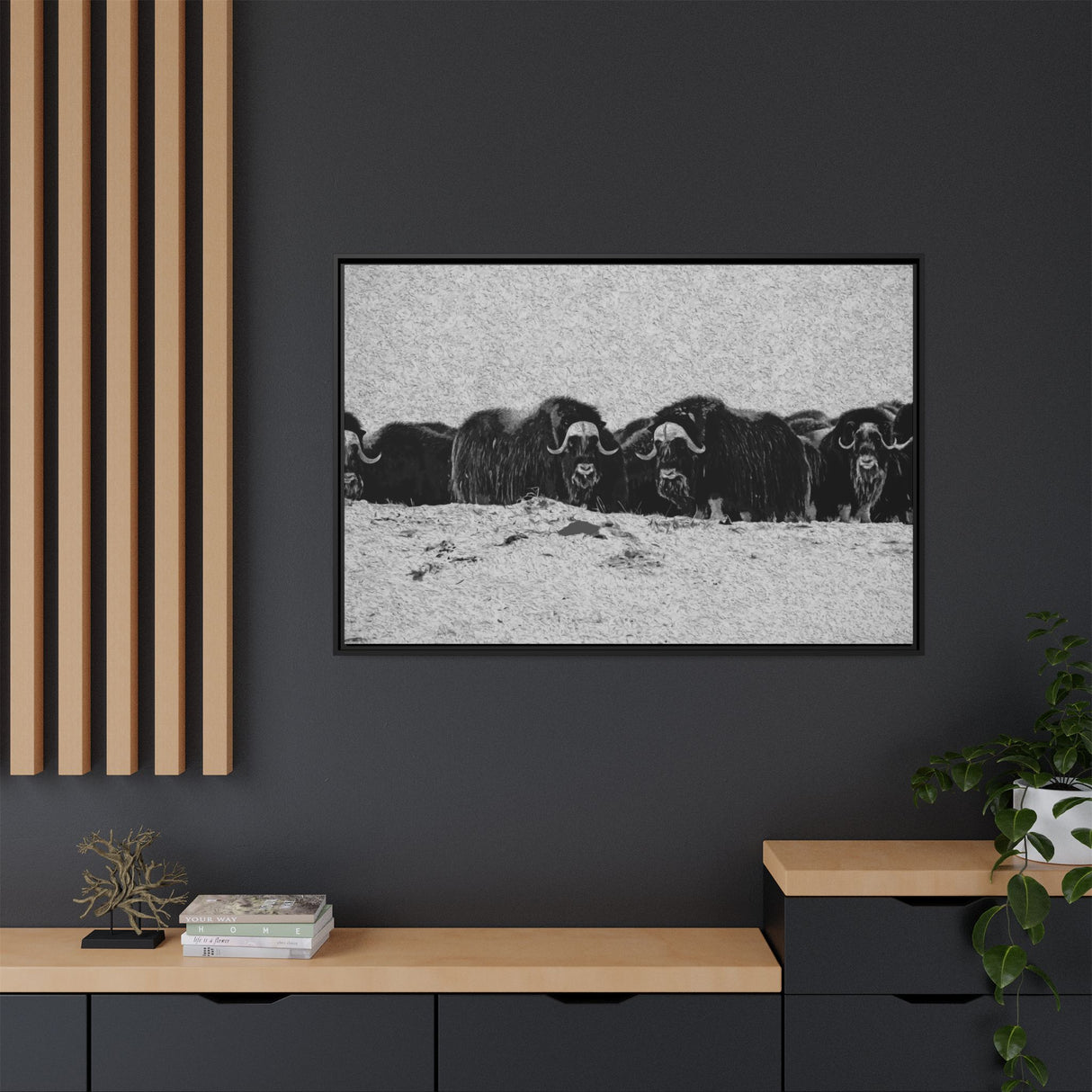 Musk Oxen in Winter