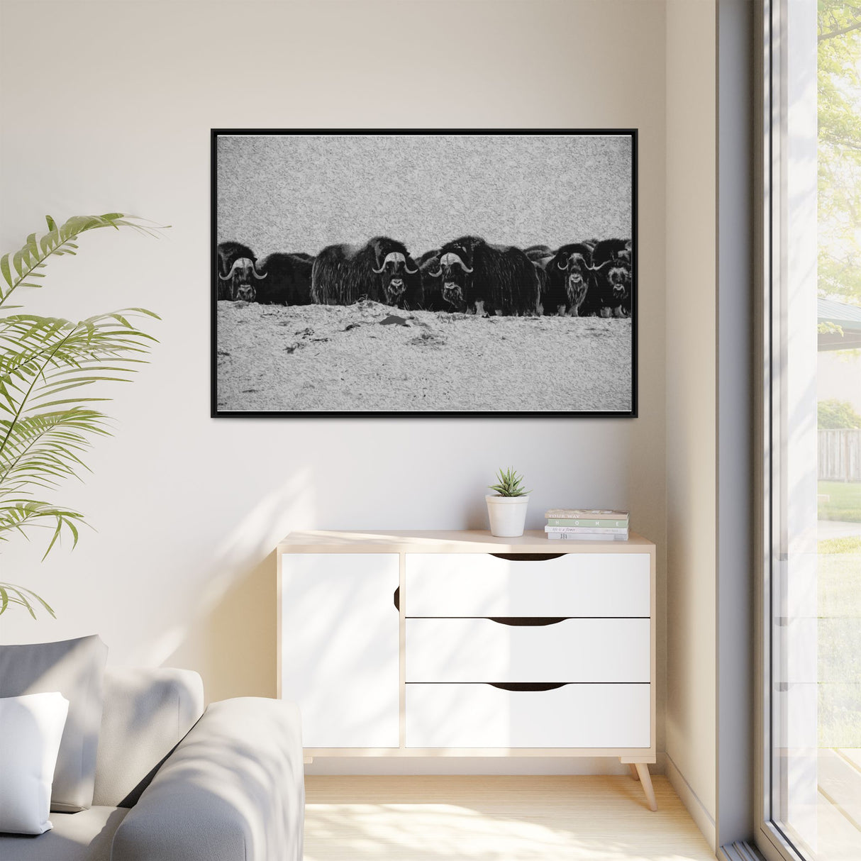 Musk Oxen of the Arctic Tundra, Sirmilik National Park