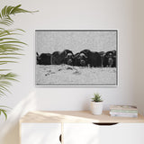 Musk Oxen in Winter