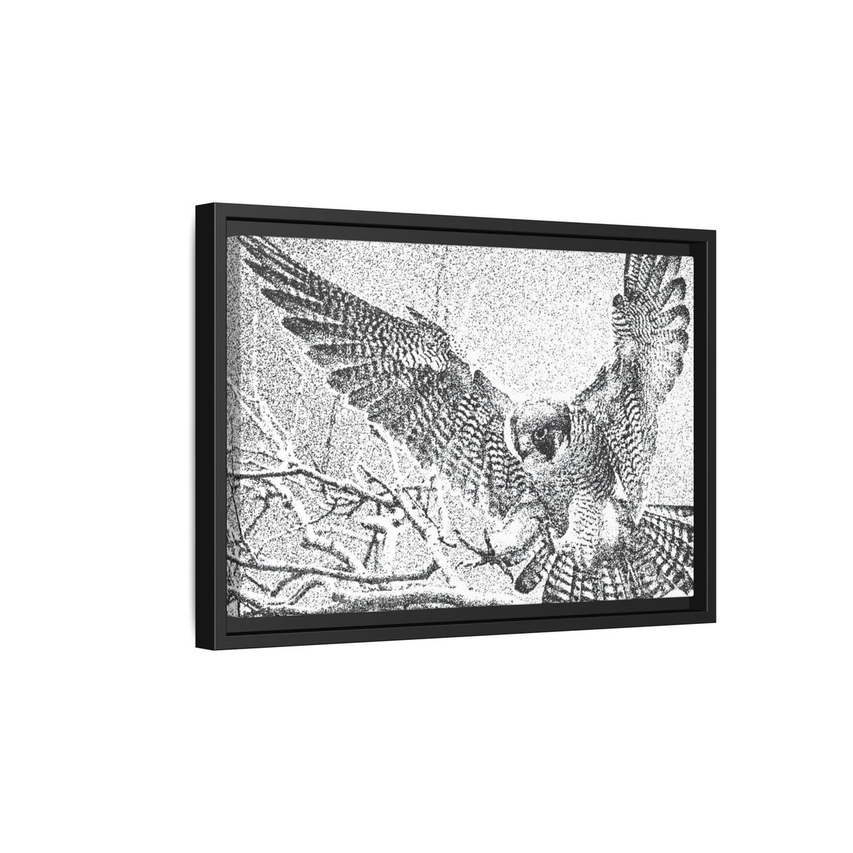 Peregrine Falcon in Flight, Tuktut Nogait National Park