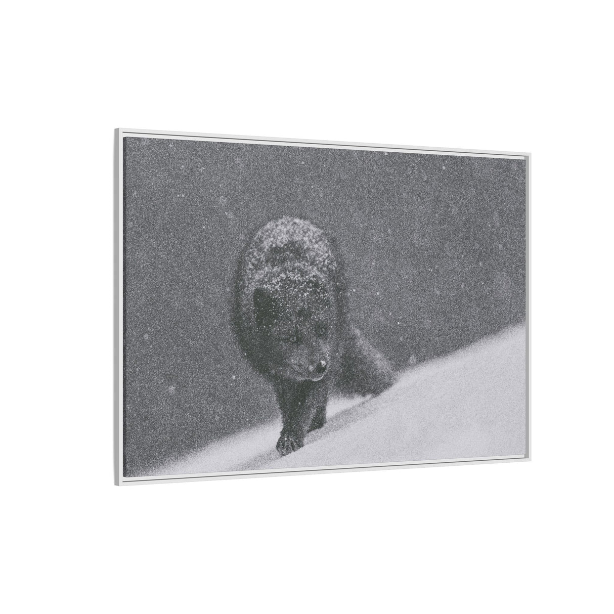 Arctic Fox in Snowfall, Quttinirpaaq National Park