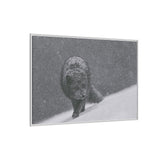 Arctic Fox in Snowfall, Quttinirpaaq National Park
