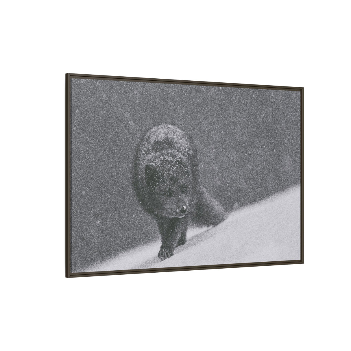 Arctic Fox in Snowfall, Quttinirpaaq National Park