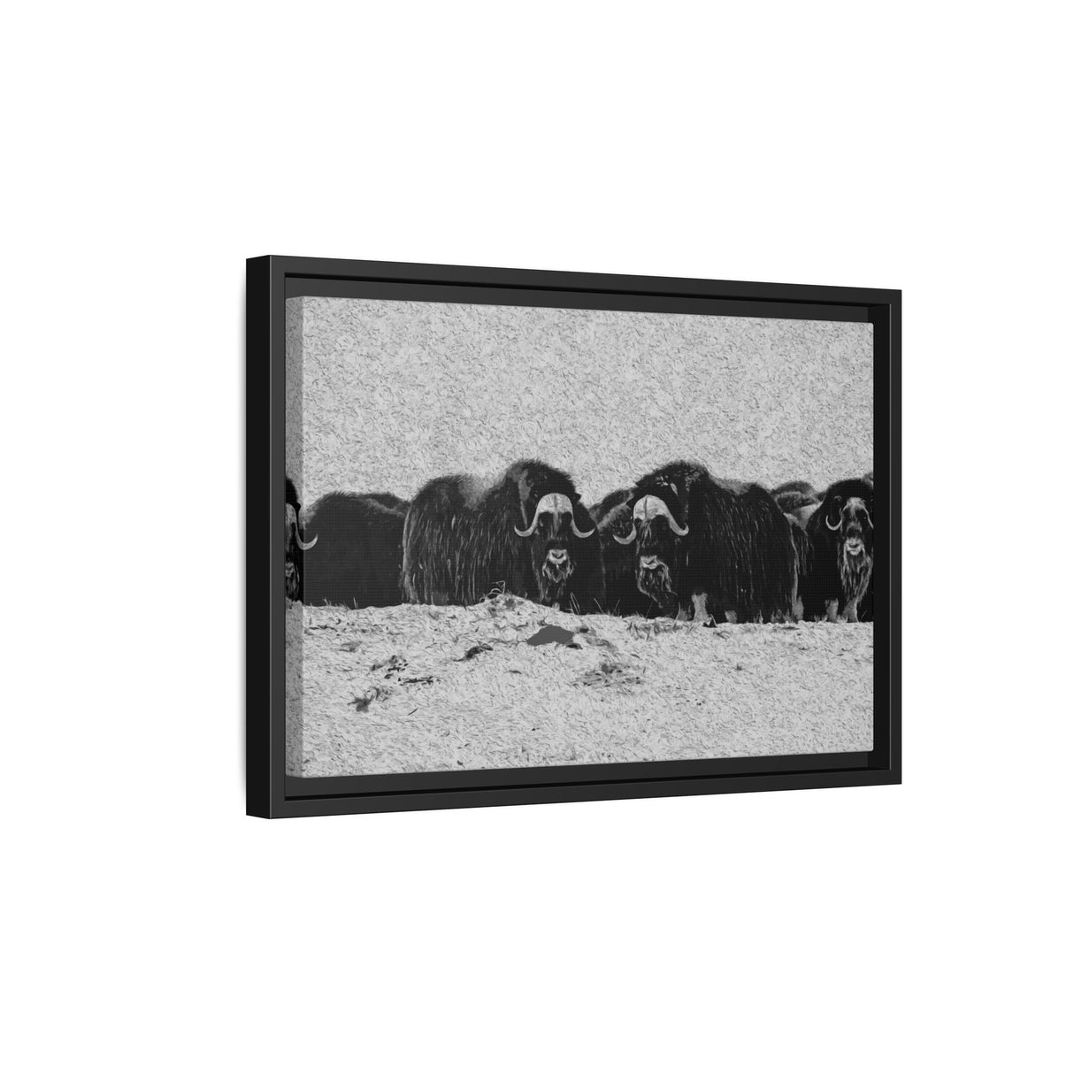 Musk Oxen in Winter