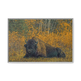 Resting Bison in Autumn, Wood Buffalo National Park