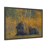 Resting Bison in Autumn, Wood Buffalo National Park
