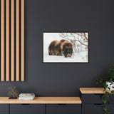 Muskox in Winter Silence, Aulavik National Park