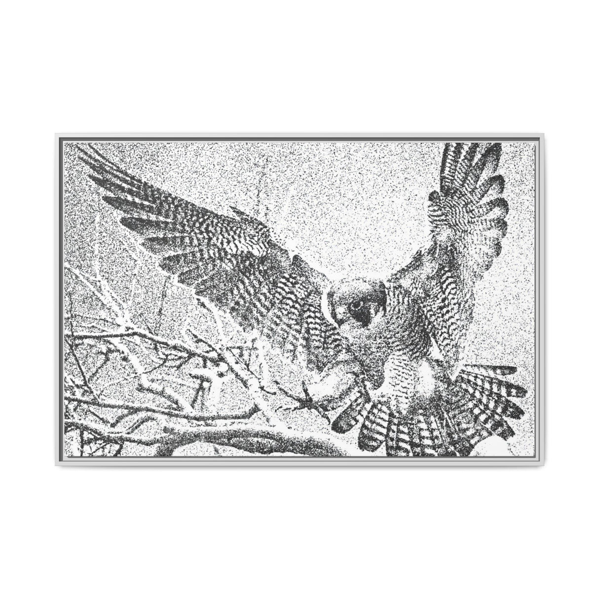 Peregrine Falcon in Flight, Tuktut Nogait National Park