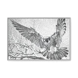 Peregrine Falcon in Flight, Tuktut Nogait National Park