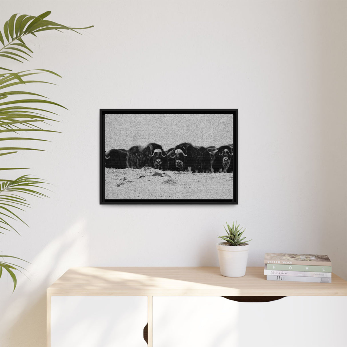 Musk Oxen in Winter